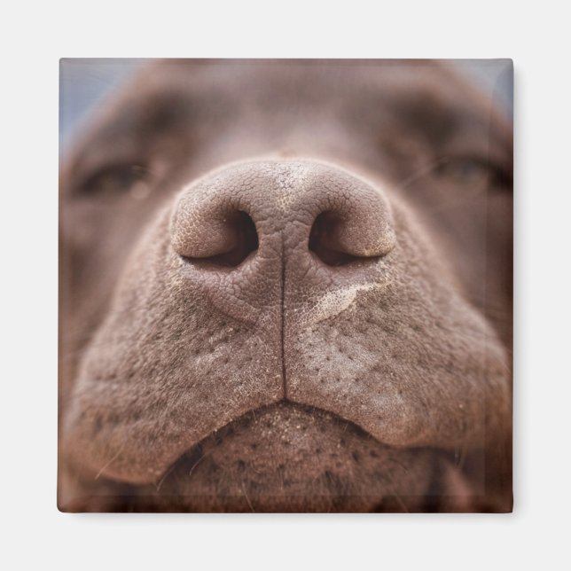 Chocolate Labrador Nose Closeup Magnet (Framsidan)
