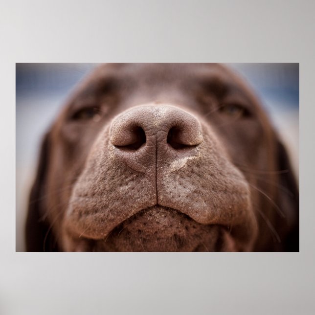 Chocolate Labrador Nose Closeup Poster (Framsidan)