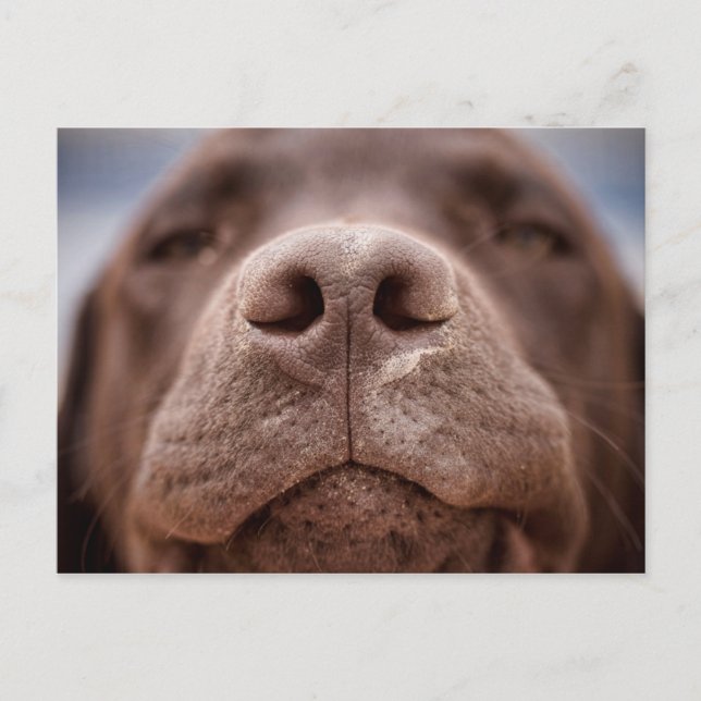 Chocolate Labrador Nose Closeup Vykort (Framsida)