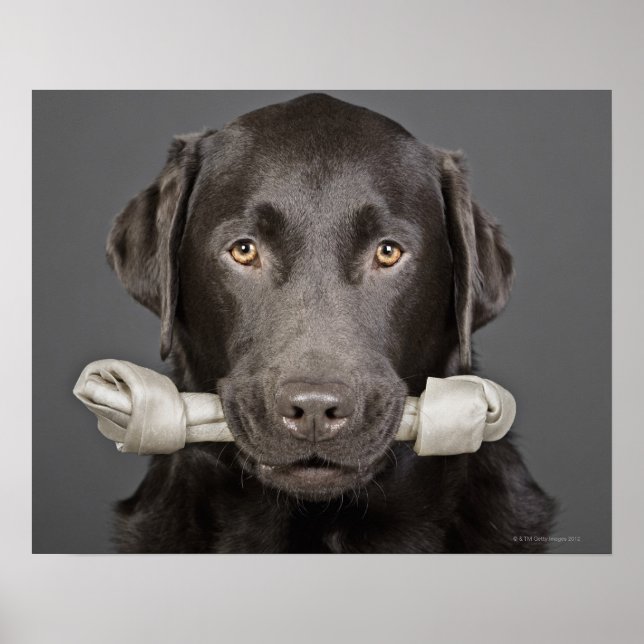 Chocolate Labrador Poster (Framsidan)