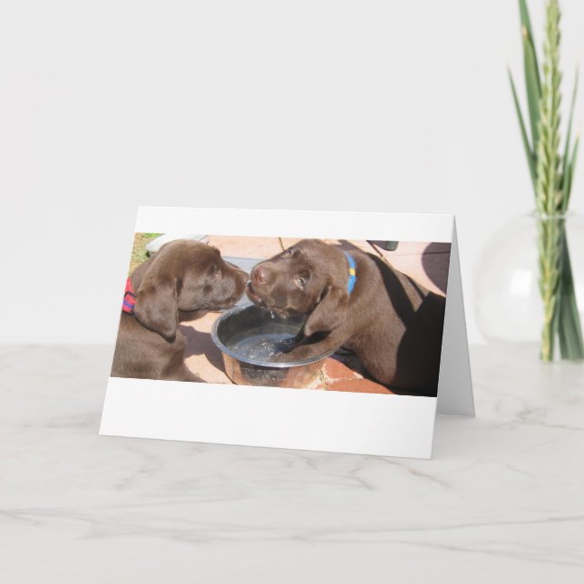 Chocolate Labrador Puppies Kort (Framsida)