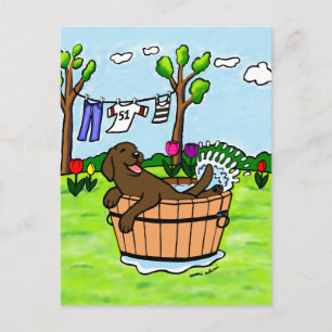 Chocolate Labrador Puppy Bassäng Vykort