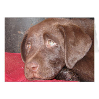Chocolate Labrador Puppy Hälsningskort