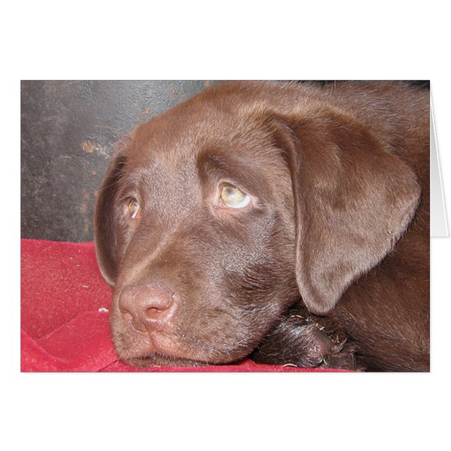 Chocolate Labrador Puppy Hälsningskort (Framsidan Horizontal)