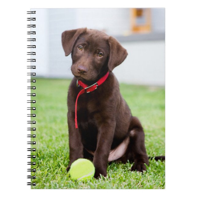 Chocolate Labrador Puppy med tennis Boll Anteckningsbok (Framsidan)