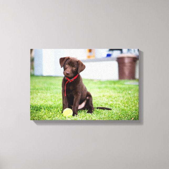 Chocolate Labrador Puppy med tennis Boll Canvastryck (Framsida)
