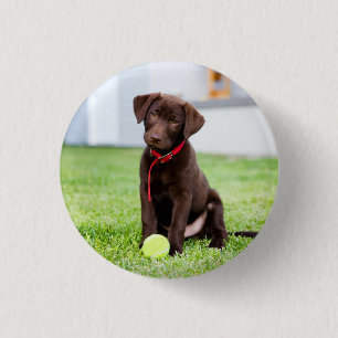 Chocolate Labrador Puppy med tennis Boll Knapp