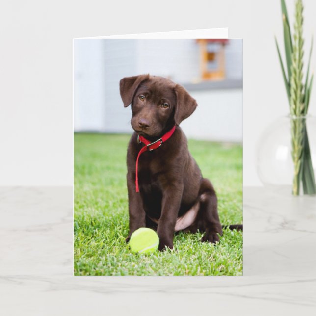 Chocolate Labrador Puppy med tennis Boll Kort (Framsida)
