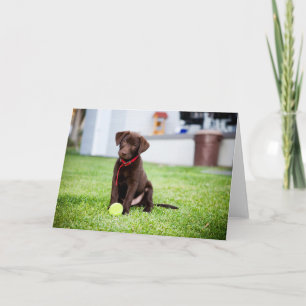 Chocolate Labrador Puppy med tennis Boll Kort