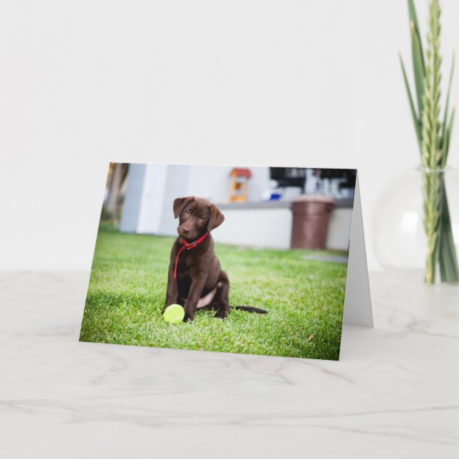 Chocolate Labrador Puppy med tennis Boll Kort (Framsida)