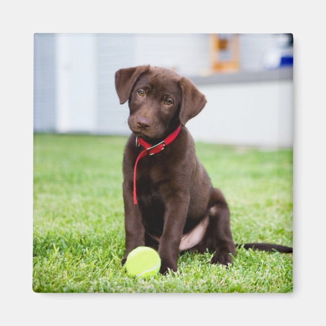 Chocolate Labrador Puppy med tennis Boll Magnet (Framsidan)