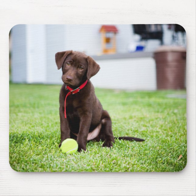 Chocolate Labrador Puppy med tennis Boll Musmatta (Framsidan)
