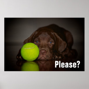 Chocolate Labrador Puppy med tennis Boll Poster
