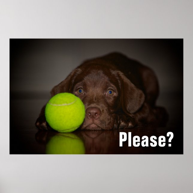 Chocolate Labrador Puppy med tennis Boll Poster (Framsidan)