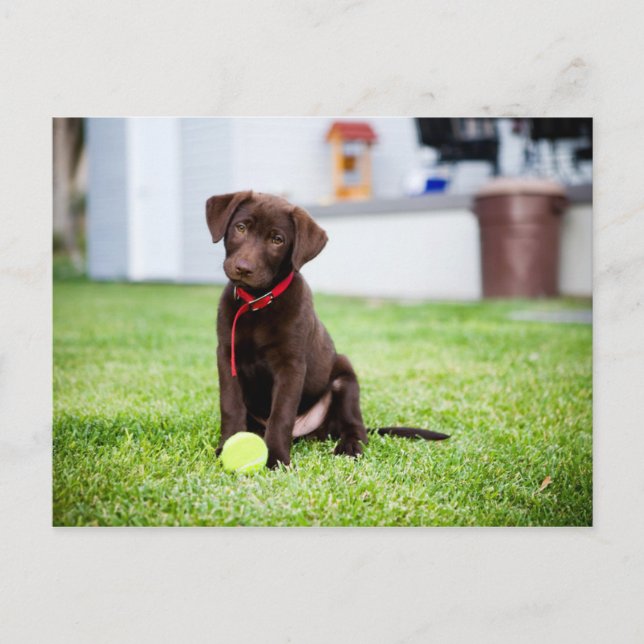 Chocolate Labrador Puppy med tennis Boll Vykort (Framsida)