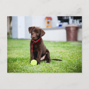 Chocolate Labrador Puppy med tennis Boll Vykort
