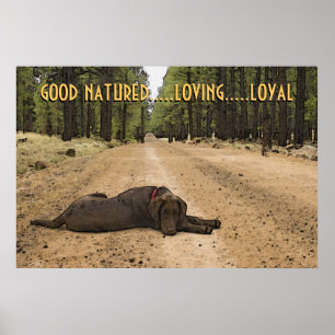 Chocolate Labrador Puppy on Forest Trail Anpassnin Poster