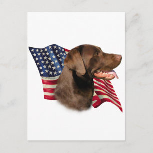 Chocolate Labrador Retriever American Flagga Vykort