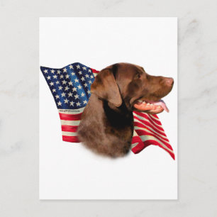 Chocolate Labrador Retriever American Flagga Vykort