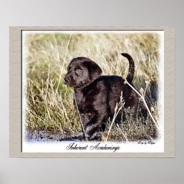 Chocolate Labrador Retriever Art-utskrift Poster (Framsidan)