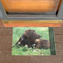 Chocolate Labrador Retriever Hund in Grass Flowers