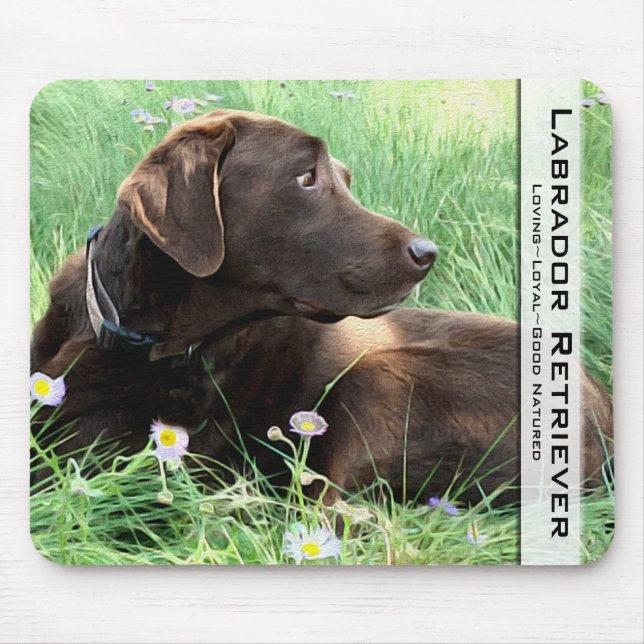 Chocolate Labrador Retriever Hunting Hund Photo Musmatta (Framsidan)