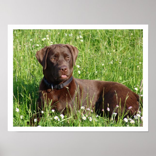 Chocolate Labrador Retriever in Grass Poster (Framsidan)