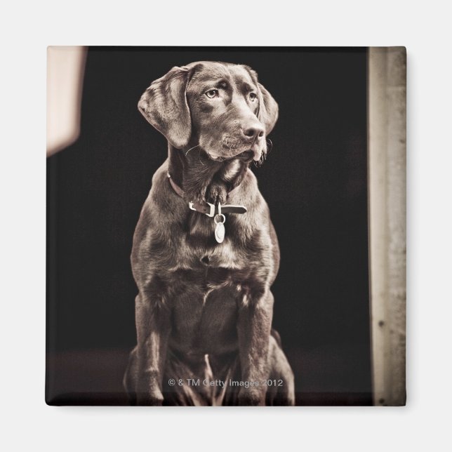 Chocolate Labrador Retriever Magnet (Framsidan)