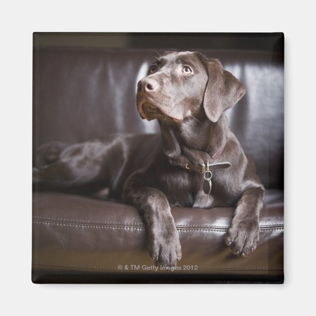 Chocolate Labrador Retriever Magnet (Framsidan)