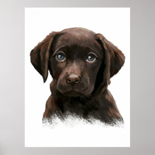Chocolate Labrador Retriever Poster