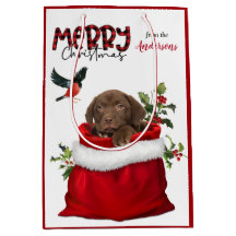 Chocolate Labrador Retriever Puppy Hund jul