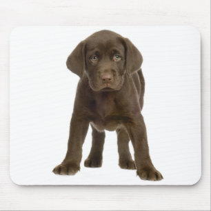 Chocolate Labrador Retriever Puppy Hund Mousepad Musmatta