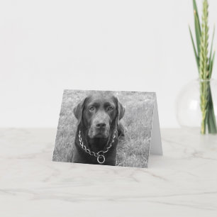 Chocolate Labrador Retriever Puppy Hund Note Card Kort