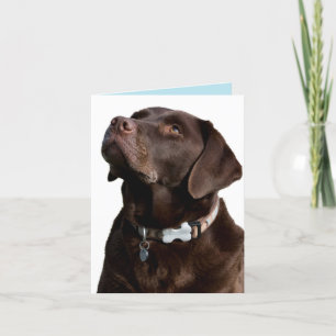 Chocolate Labrador Retriever Puppy Hund Note Card Kort