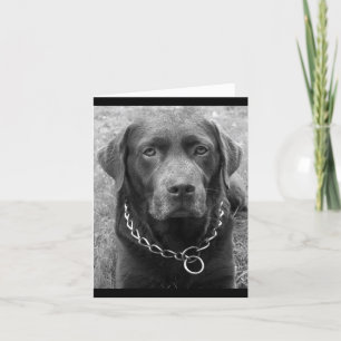 Chocolate Labrador Retriever Puppy Hund Note Card Kort