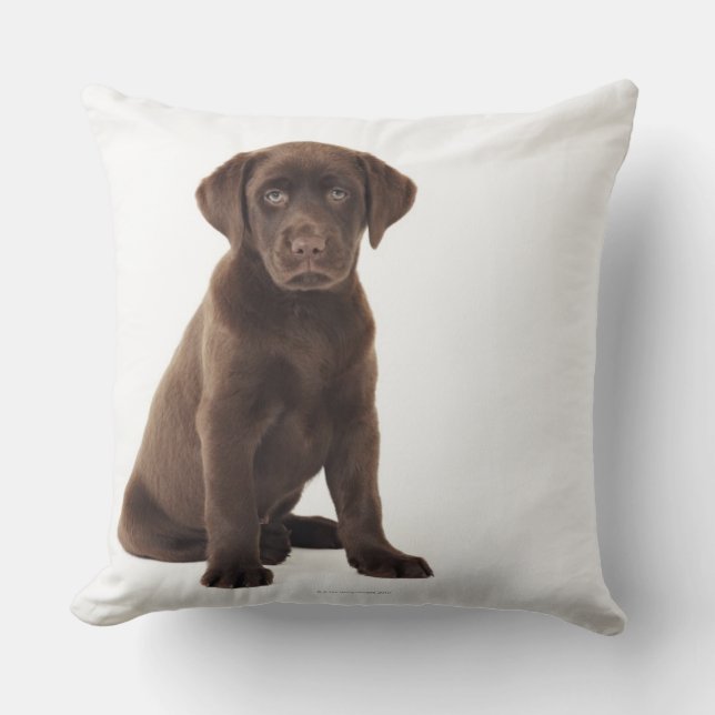 Chocolate Labrador Retriever Puppy Kudde (Framsida)