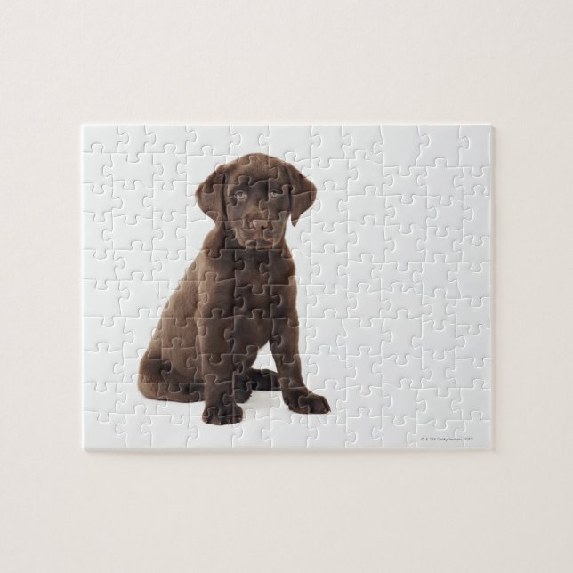 Chocolate Labrador Retriever Puppy Pussel (Horisontell)