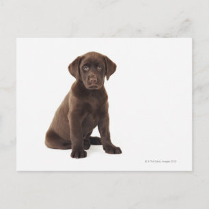 Chocolate Labrador Retriever Puppy Vykort