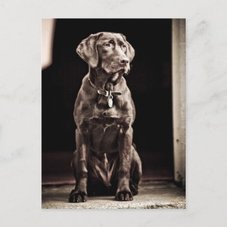 Chocolate Labrador Retriever Vykort