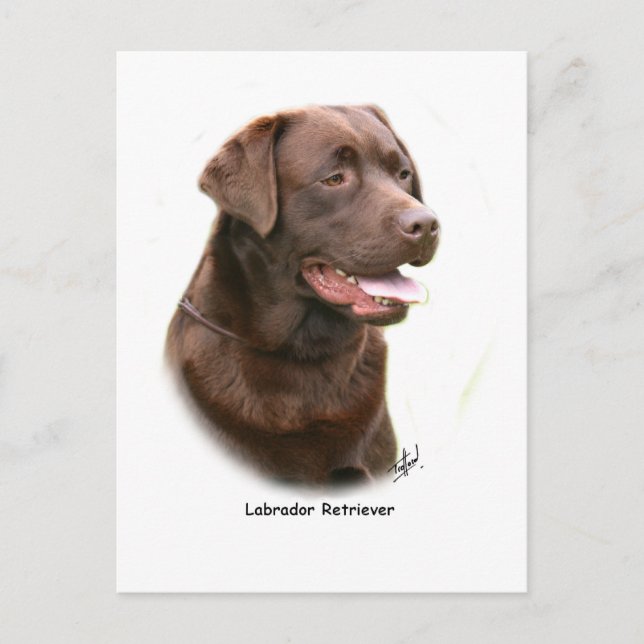 Chocolate Labrador Retriever Vykort (Framsida)