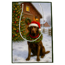 Chocolate Labrador Semester