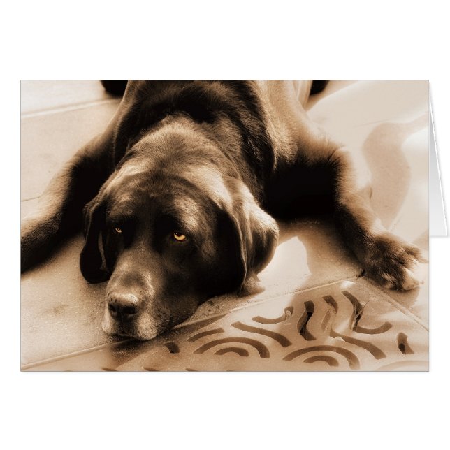 Chocolate Labrador Sepia Hues Blank OBS Kort (Framsidan Horizontal)