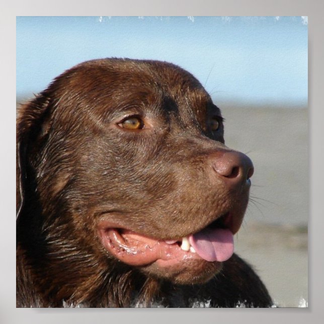 Chocolate Labrador Skriv ut Poster (Framsidan)