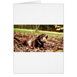Chocolate Labrador som spelas med Boll Hälsningskort