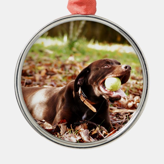 Chocolate Labrador som spelas med Boll Julgransprydnad Metall (Framsidan)