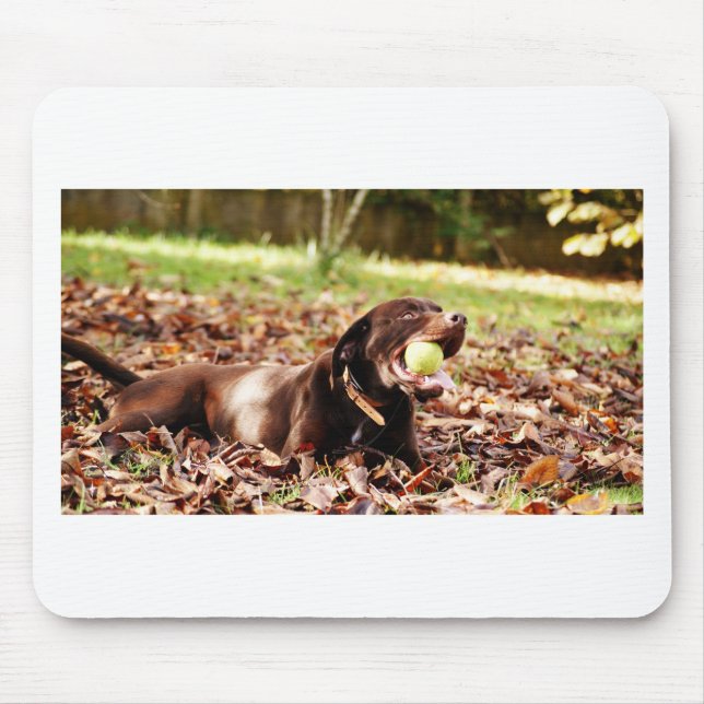 Chocolate Labrador som spelas med Boll Musmatta (Framsidan)