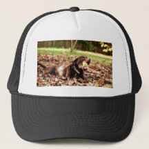 Chocolate Labrador som spelas med Boll