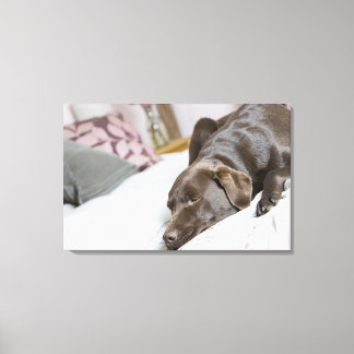Chocolate labrador sover på sängen canvastryck