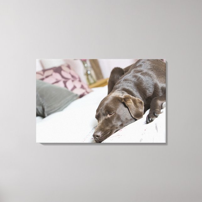 Chocolate labrador sover på sängen canvastryck (Framsida)