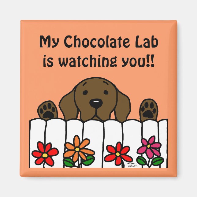 Chocolate Labrador tittar på dig Magnet (Framsidan)